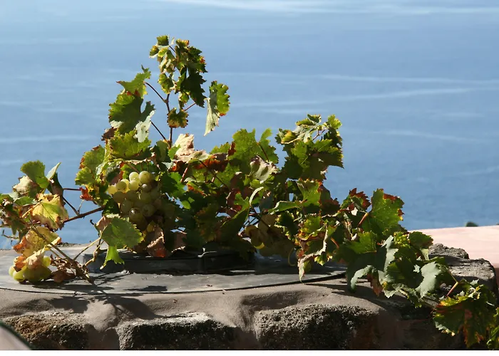 农家乐 Zibibbodoro